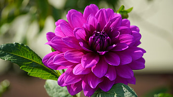 Closeup View Of Violet Dahlia Flower Petals Green Leaves Background Flowers HD wallpaper