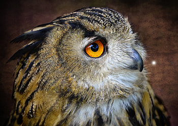 Golden‑Eyed Owl — Ultra, Animal, owl HD wallpaper
