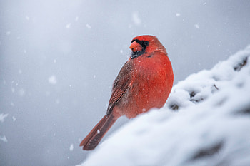 Northern Cardinal in Winter Snow – Stunning Wildlife, Animal, northern cardinal HD wallpaper