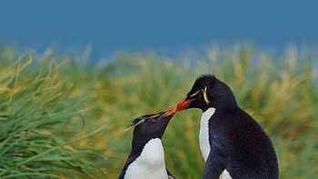 Southern rockhopper penguins, Falkland Islands, rockhopper penguin, Animal, penguin HD wallpaper