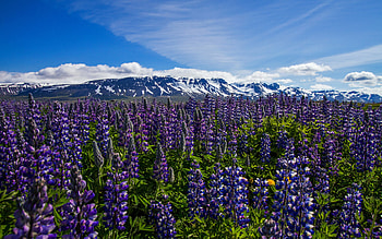 Bluebonnet, Iceland landscapes, nature , Stunning scenery HD wallpaper