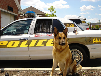 Animals, Dog, Car, Sheepdog, Sheep Dog, Police HD wallpaper