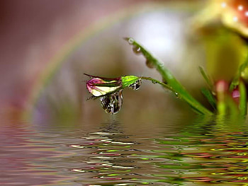 Fairyland, stem, abstract, water, flower HD wallpaper