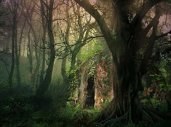 Forest Haven, misty light, hideaway, mystery, green, branches, trees, forest HD wallpaper