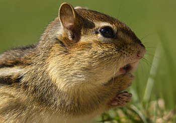 Animals, Grass, Rodent, Chipmunk HD wallpaper