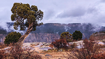 Knobbly tree at Black Canyon of the Gunnison Natl Park, Oregon, sky, mountains, landscape, clouds, rocks, usa HD wallpaper