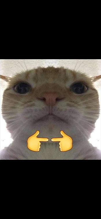 Staring cat, gatos, bigotes HD phone wallpaper