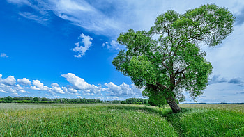 Tree , Captivating nature, Stunning background, Majestic view HD wallpaper
