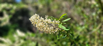 Floral Closeup - White Flowers, white, plant, close-up, flower, graphy, nature HD wallpaper