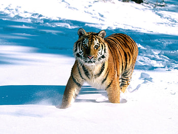 Animals, Winter, Tigers, Snow HD wallpaper