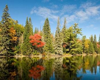 Fall, autumn, lake, tree HD wallpaper