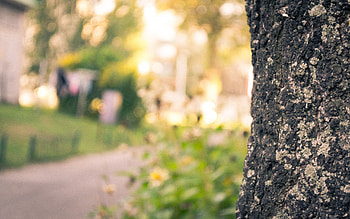 Macro, Wood, Tree, Blur, Smooth, Bark HD wallpaper