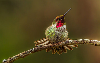 Animals, Birds HD wallpaper