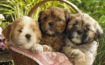 Animals, Dogs HD wallpaper