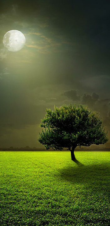 trees, Mobile bliss, Nature's serenade, enchantment HD phone wallpaper
