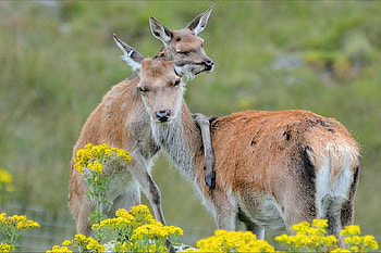 Wild Deer, beautiful, wild, , deer HD wallpaper