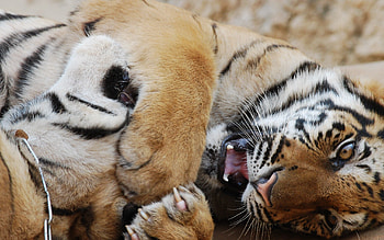 Animals, To Lie Down, Lie, Predator, Tiger, Playful HD wallpaper