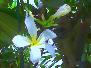 White flowers, white, nature, flowers HD wallpaper