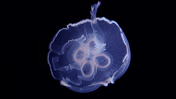 Jellyfish in the ocean, Swimming walls of water, Mysterious behavior, Unique adaptation HD wallpaper