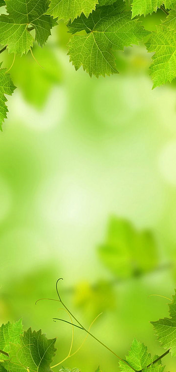 Foliage Green Nature [] [] for your , Mobile & Tablet. Explore Green Nature . Green Nature , Green Nature , Green Designs Nature, Greeny HD phone wallpaper