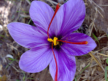 Saffron, Wikipedia HD wallpaper