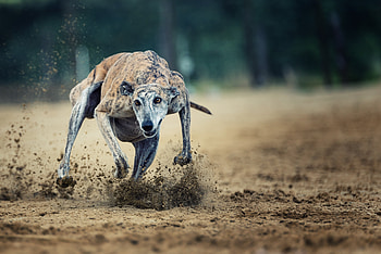 Animal, Greyhound, Running, Sport, Dogs HD wallpaper