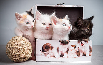 Animals, Kittens, Clew, Casket HD wallpaper