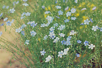 Flowers, Light, Field, Light Coloured HD wallpaper