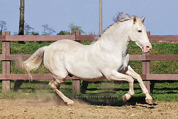 PRE, spanish, andalusian, horses, white, grey HD wallpaper