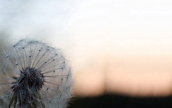 Background, Macro, Blur, Smooth, Dandelion, Fluff, Fuzz HD wallpaper