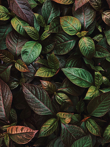 Nature, Leaves, Plant, Shine, Brilliance HD phone wallpaper