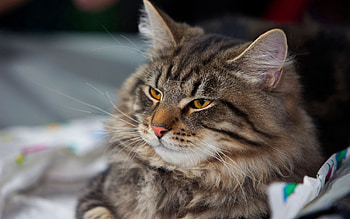 Animals, Cat, Fluffy, Muzzle, Sight, Opinion HD wallpaper