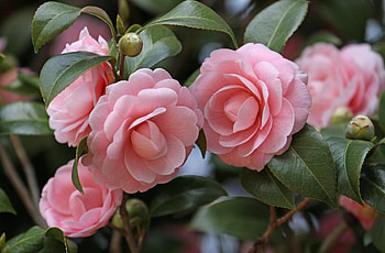 Pink flowers, Shallow focus, , Vibrant graphy HD wallpaper