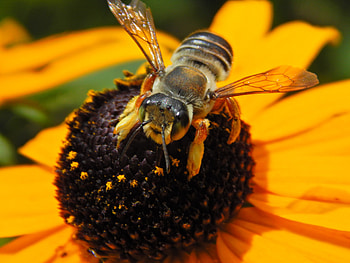 Bee and Wildflower, nature, Bees, macro, Wildflowers HD wallpaper