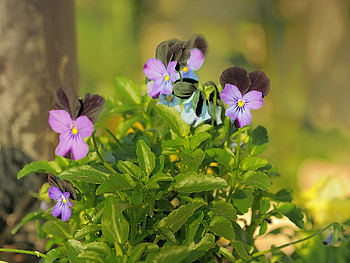 Flowers, Pansies, Close-Up, Greens HD wallpaper