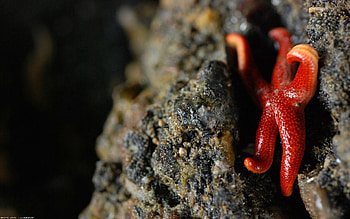 Starfish, Macro, Animal, Focus, Fault HD wallpaper