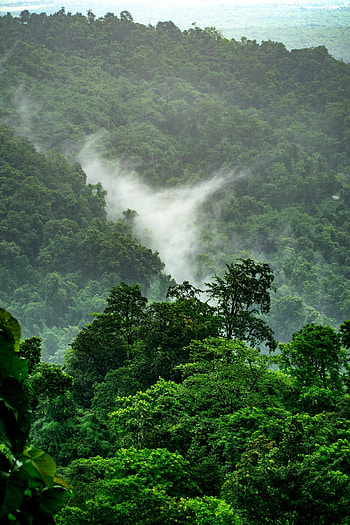 Aerial view, Rainforests HD phone wallpaper