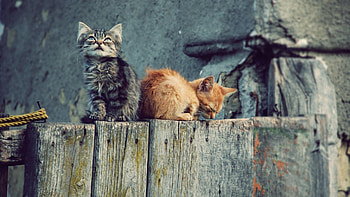 Animals, Couple, Pair, Playful, Stump, Penek, Kittens HD wallpaper