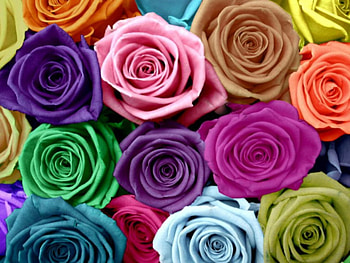 Roses for all my friends :), rose, flowers, roses, flower HD wallpaper