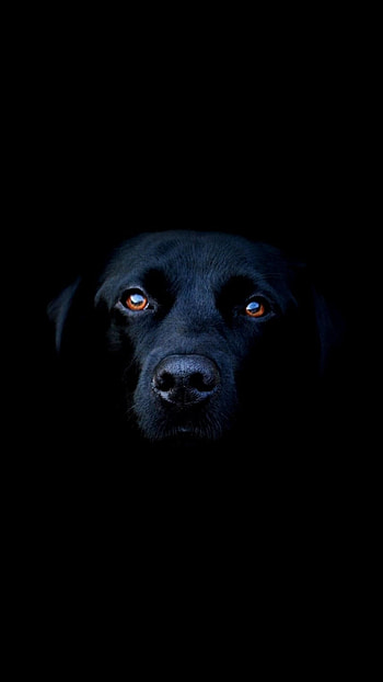 Black dog, Samsung Galaxy HD phone wallpaper