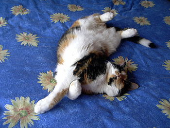 Happy Cat !, relaxing, happy, cat, beautiful HD wallpaper