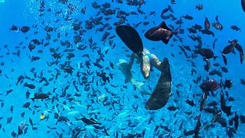 Snorkeling, Underwater Diving, Sharks, Bora Bora HD wallpaper