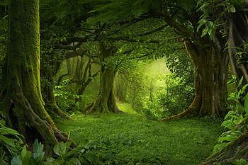 Green jungle, Jungle Green HD wallpaper