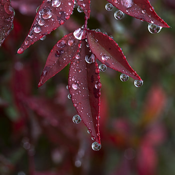 Leaves, Drops, Macro, Wet HD phone wallpaper