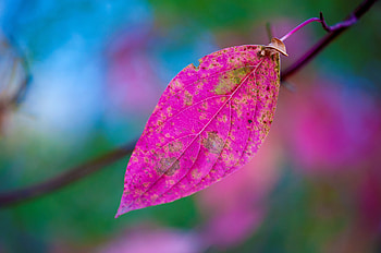 Pink Leaves, leaves, pink, nature, trees HD wallpaper