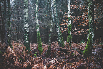Nature, Trees, Autumn, Forest, Moss HD wallpaper