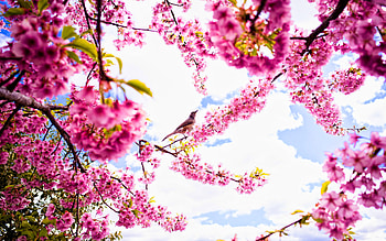 spring, pink petals, sakura blossom, thrush, bird on tree, sunshine weather, sakura HD wallpaper