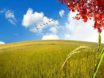 autumn is coming, autumn, grass HD wallpaper