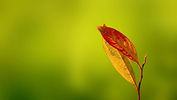 Plants, Leaves HD wallpaper