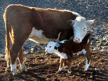 For Elaine (Collie Smile), cow, calf, cute, cattle HD wallpaper